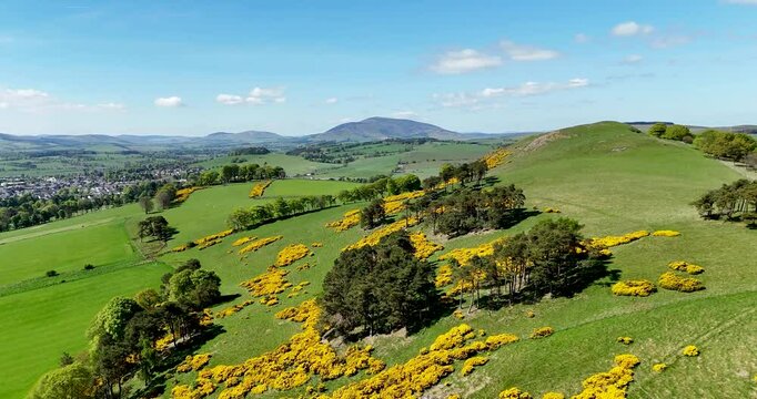 Gorse Shrub with Yellow Flowers in Scottish Countryside. Aerial Drone Footage