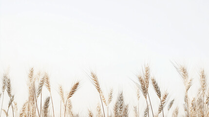 Fototapeta premium Ears of wheat isolated on white background 