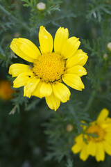 Bright Yellow Crown Daisy, Close-up of a Bright yellow crown daisy flower, blooming in nature, Close-up shot of beautiful yellow Crown Daisy flower (Chrysanthemum coronarium), Crown Daisy,