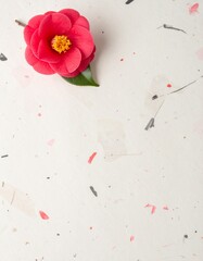 シンプルな和紙の質感背景に一輪の椿