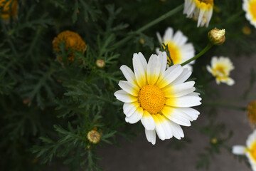 Obraz premium White Yellow Crown Daisy, Close-up of a white and yellow crown daisy flower, blooming in nature, Close-up shot of beautiful White yellow Crown Daisy flower (Chrysanthemum coronarium), Crown Daisy,