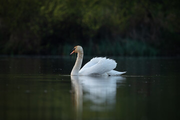 White swan gracefully swimming on a calm lake