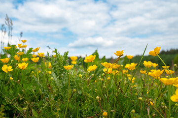 Wild buttercups growing on a meadow, yellow colored Ranunculus flowers in spring,  buttercup field blooming, blue sky
