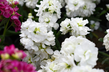 White Hoary Stock, White Hoary Stock or Matthiola Incana is a member of the Brassicaceae family of flowering plants. It's also commonly known as Brompton Stock, Common Stock, White flower in garden