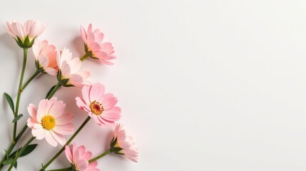 Obraz premium Delicate Pink Flowers Arranged on a White Background, Perfect for Spring or Summer Designs and Greeting Cards