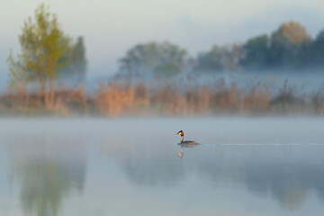 Great crested grebe on Misty Lake at Sunrise â€“ Serene Nature Landscape with soft Light