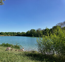 Fototapeta premium Lake of Garching near Munich, spring 2025: duck family going to swim