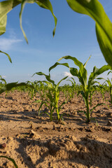 crop of corn on fertile soil in the field , subsistence farming, a field with green corn sprouts against a blue sky