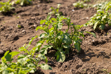 new green potato foliage in the field in the spring season, new green potato foliage in the field