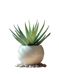Organic Modern Aloe Display with River Stones