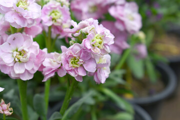 Pink Hoary Stock, Pink Hoary Stock or Matthiola Incana is a member of the Brassicaceae family of flowering plants. It's also commonly known as Brompton Stock, Common Stock, Pink flower in garden