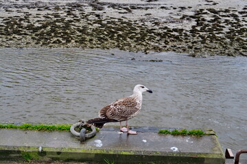 Goéland marin (Larus marinus). Au bord du quai en pierre.
