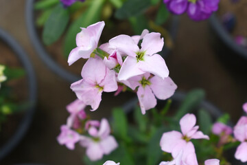 Pink Hoary Stock, Pink Hoary Stock or Matthiola Incana is a member of the Brassicaceae family of flowering plants. It's also commonly known as Brompton Stock, Common Stock, Pink flower in garden
