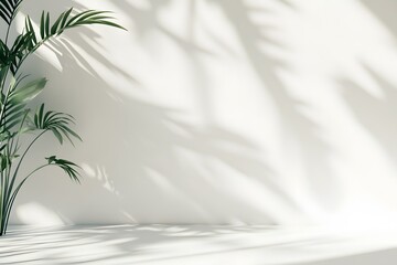 Minimalist white background with palm plant and natural shadows for product display