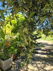 Flowering olive branch in Italy, Olive tree buds and flowers