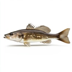 Fototapeta premium Kelp Bass Fish Profile Against Marine Vegetation