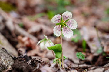 Veined Petals of Oxalis griffithii in Forest Floor Bloom