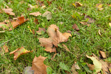 foliage of trees on the grass , foliage on the ground during the autumn leaf fall