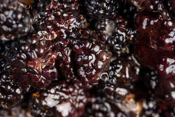 spoiled blackberries covered with mold, spoiled food products naturally grown blackberries