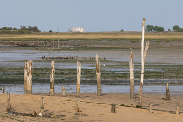 Paysage de l'île d'Oléron
