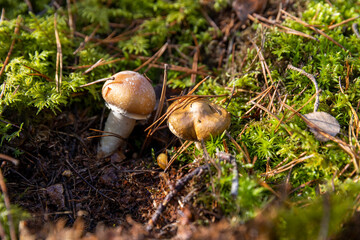green moss in which mushrooms grow in the autumn season