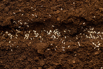 lettuce seeds in soil with the addition of peat , a plot of land mixed with peat in which green...