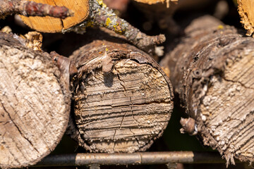 cherry wood for barbecuing or cooking on the fire, close up