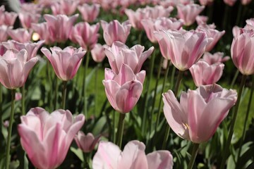 Horizontal banner with tulips, flowers. Tulip field, pink tulips.