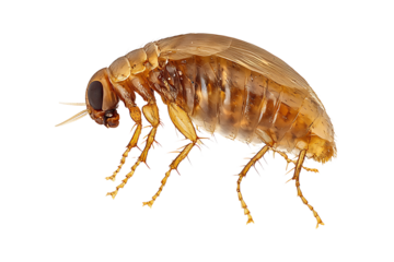Flea isolated on transparent background
