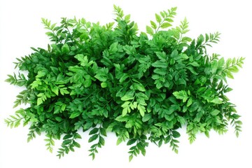 Obraz premium Lush, vibrant green foliage arrangement