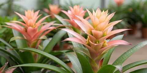 Obraz premium Close-up of Pink Bromeliad Plants in Greenhouse Setting
