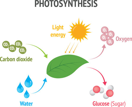 Photosynthesis equation - photosynthesis formula. Biology Education Chart. diagram. vector illustration.
