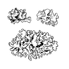 Hand-drawn Chinese gelatinous fungi ( Tremella fuciformis). Vector sketch illustration.  