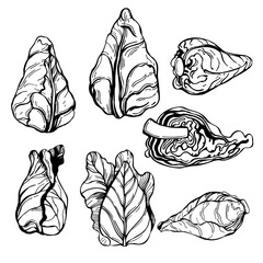 Hand-drawn cone cabbage on white background. Vector sketch illustration.  