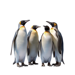 Fototapeta premium Adorable King Penguins: A Close-Up Look at These Majestic Birds