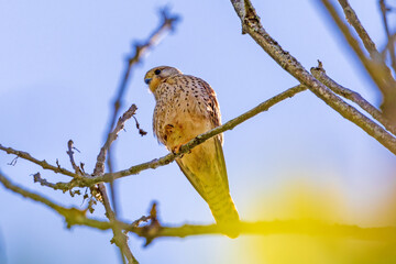Turmfalke - Allgäu - Greifvogel - sitzend