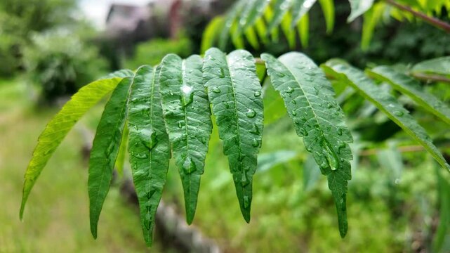 young green leaves slow motion video. acacia leaves. green leaves in spring against the sky. large raindrops on tree branches.