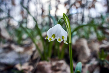 Spring Snowflake - White Flowers in Early Spring in the Forest