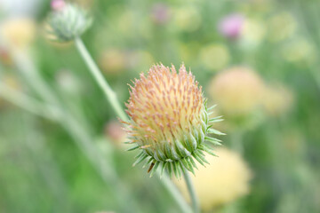 A blooming Creeping Thistle plant, Creeping thistles flower at the meadow. wild flower bloom, thistle in seed, natural flower, creeping thistle flower closeup, Closeup of fluffy creeping thistles seed