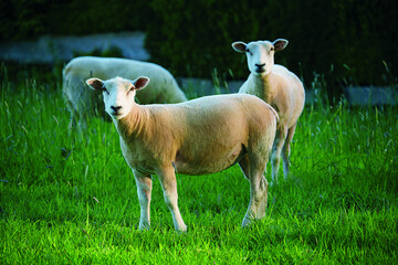 Fototapeta premium sheep in the meadow
