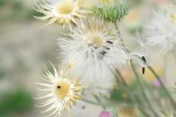 A blooming Creeping Thistle plant, Creeping thistles flower at the meadow. wild flower bloom, thistle in seed, natural flower, creeping thistle flower closeup, Closeup of fluffy creeping thistles seed