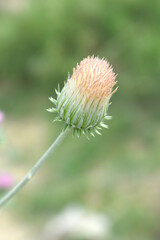 A blooming Creeping Thistle plant, Creeping thistles flower at the meadow. wild flower bloom, thistle in seed, natural flower, creeping thistle flower closeup, Closeup of fluffy creeping thistles seed
