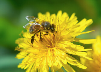 Close-up of a bee in flight against a dandelion background