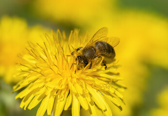 Pollinating insect near blooming dandelion