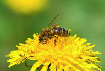 Bee pollinates a dandelion flower on a green background