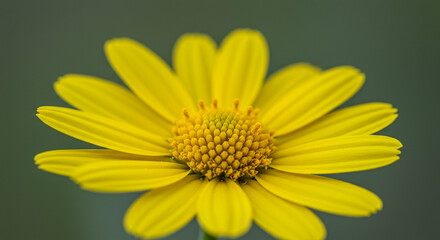 Vibrant yellow arnica flower blossom with detailed petal macro photography