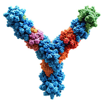Antibody Structure: Y-Shaped Immunoglobulin Protein Model