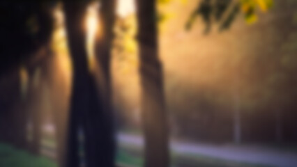 Dark silhouettes of tree trunks in evening light, blurred background.