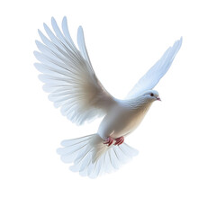 white dove in flight on white background