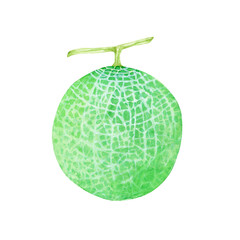 メロン　果物　水彩 イラスト